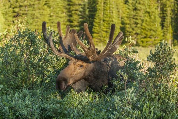 Colorado, Brainard Lake Moose in velvet antlers